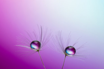 Abstract macro photo of two dandelion seeds with water drops.
Purple background.