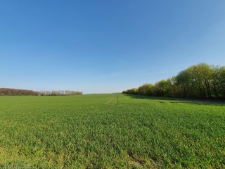 green field and blue sky