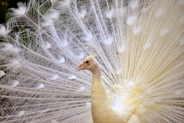 Obraz premium weisser Pfau