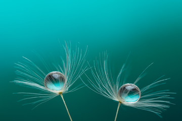 Close up dandelion with drops of water in a beautiful tonality. Macro of a dandelion. Turquoise background.