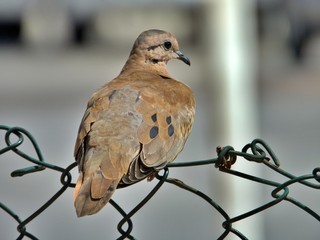 Taube auf Maschendrahtzaun