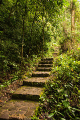 Escaleras en el bosque de panama Valle de anton