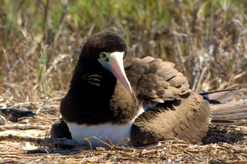 Guanaguanare anidando en los roques