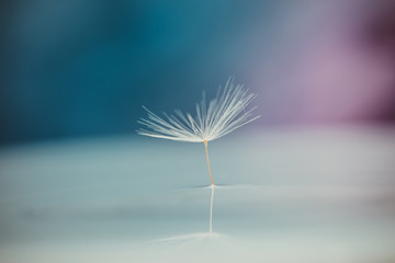 Fototapeta premium Beautiful water drop on dandelion seeds macro. Reflection from the water surface.