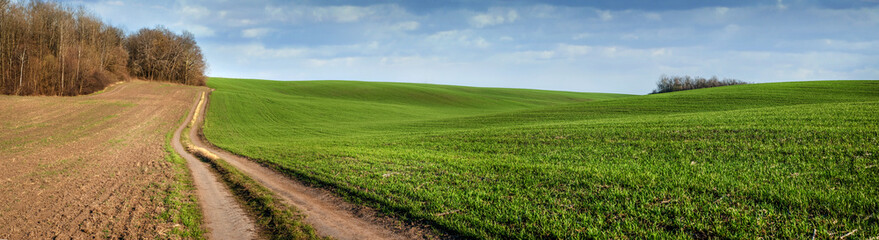 Fototapeta na wymiar springtime landscape, green fields on winter wheat hills, dirt road near forest and cloudy sky
