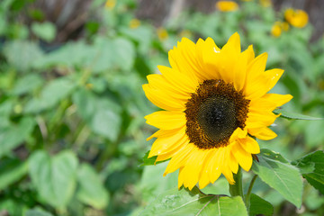 sunflower field with light effects