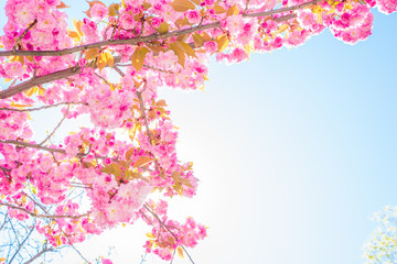 Obraz na płótnie Canvas sakura on sky background