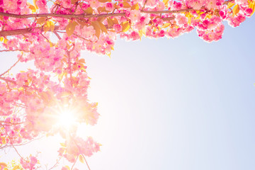 sakura on sky background