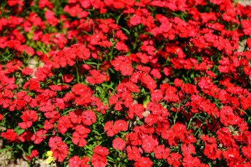 赤いセキチクの花