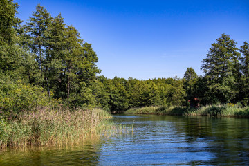 Kanał wodny między szuwarami