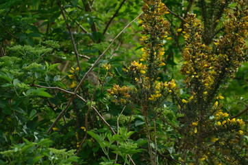 yellow flowers in the forest