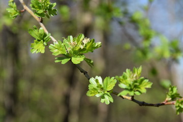 Fototapeta premium Ramo con foglie verdi