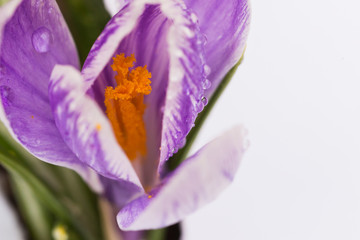 purple crocus in early spring