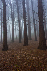 Amazing wood covered with mist