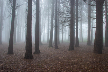 Amazing wood covered with mist