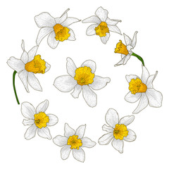 Beautiful blooming daffodil flower set.Buds with white and yellow petals for the wedding and romantic Spring mood decor.Floral collection in doodle style.Color vector illustration. Isolated on white