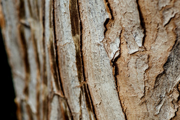 Exotic tree bark closeup natural wood texture