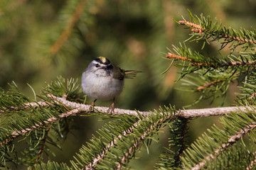 Male golden-crowned kinglet (Regulus satrapa) in spring