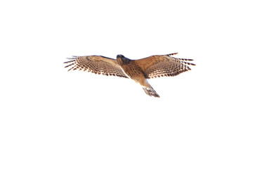 red-shouldered hawk (Buteo lineatus)