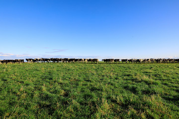 Obraz premium 牧場にいる牛の群れ