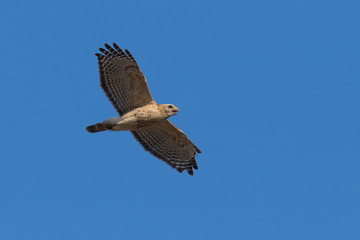 red-shouldered hawk (Buteo lineatus)