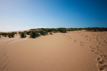 Sand dune with grass in a summer day