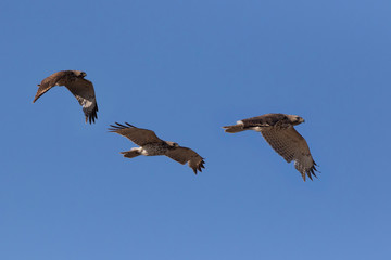 red-shouldered hawk (Buteo lineatus)