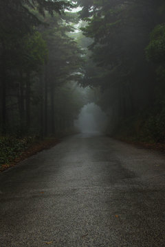 Road Path in a forest covered with mist.