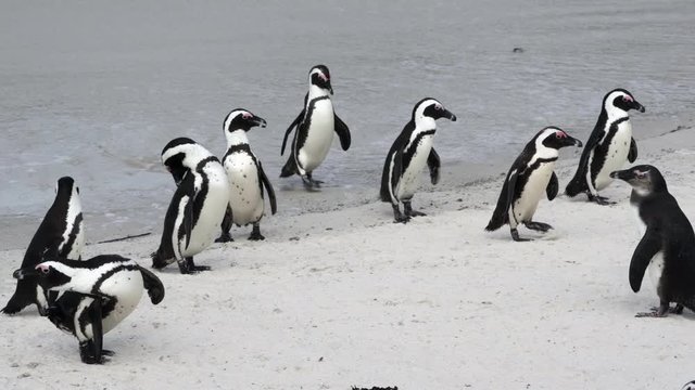 Cute penguins on the sand next to the waves, camera turning from left to right - Cape Town, South Africa