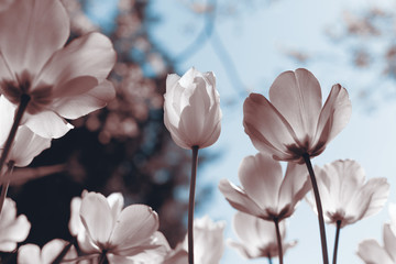 Spring tulips in the park, sepia - obrazy, fototapety, plakaty