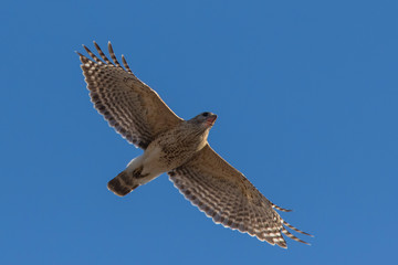 red-shouldered hawk (Buteo lineatus)