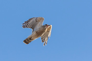 red-shouldered hawk (Buteo lineatus)