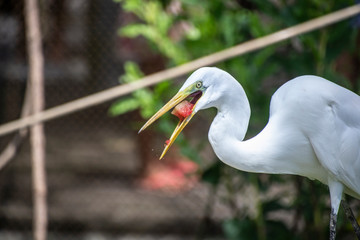Obraz premium A heron feeding on watermelon on a beautiful sunny day and several people strolling.