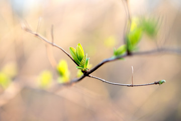 Spring awakening twig driving new bud closeup life growing green