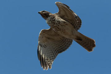 red-shouldered hawk (Buteo lineatus)