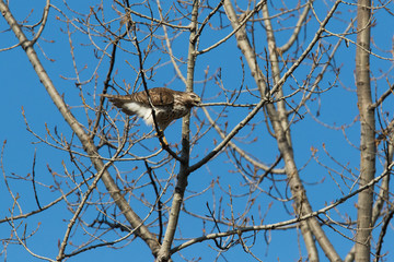 red-shouldered hawk (Buteo lineatus)