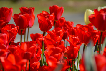 Rote Tulpen im Frühling