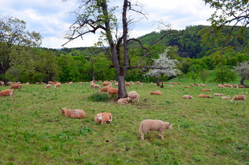 Obraz premium Schafherde auf dem Schönberg bei Freiburg