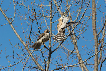 red-shouldered hawk  pair in spring