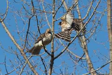 red-shouldered hawk  pair in spring