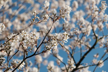 Blüten am Ast vor blauem Himmel