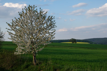 Blühender Baum vor Feld