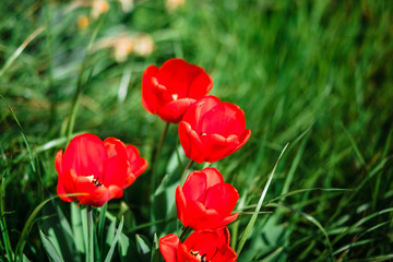 Tulips. Tulips and grass. Background of tulips. Flowers. Spring. It's red.