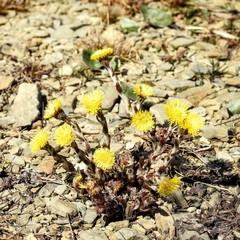 Tussilago farfara flowers - springs plant