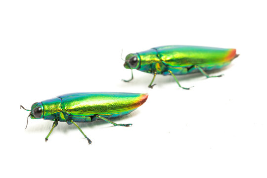 Jewel beetle (Chrysochroa fulminans) Isolated on white background.
