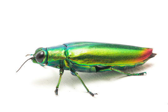 Jewel beetle (Chrysochroa fulminans) Isolated on white background.
