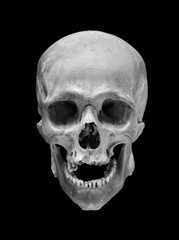 Skull of the human