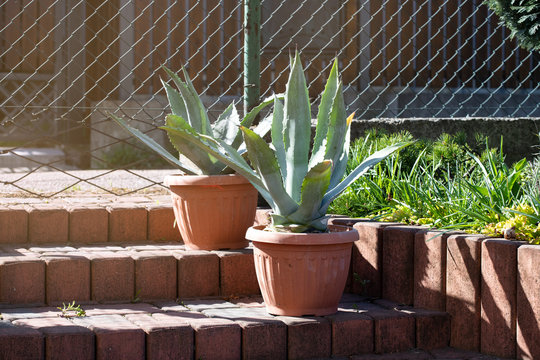 Aloe plants in pots near the house, sunny day, concept of own plants