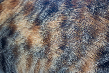 Ginger cat fur textured background