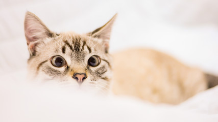 White stripped tabby cat cute in bed